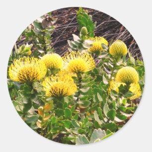 Nodding Pincushion Yellow Bird #1Stickers Classic Round Sticker