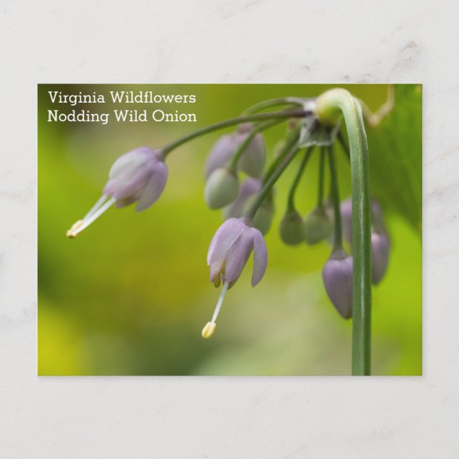 Nodding Wild Onion Virginia Wildflower Postcard (Front)