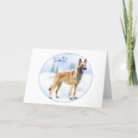 Noel Belgian Malinois