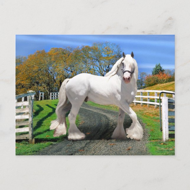 "Noel In Splendour" Postcard (Front)