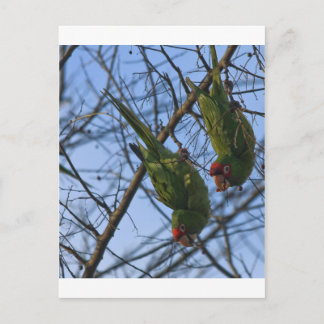 Noisy Neighbours Postcard