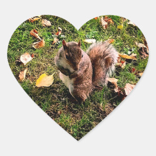 Noisy Squirrel  Heart Sticker