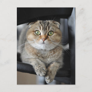 Noodles Postcard