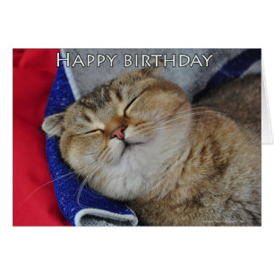 Noodles the Scottish Fold Cat is sleeping