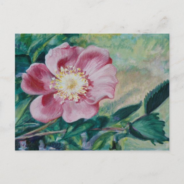 Nootka Rose ~ (Rosa nutkana) Postcard (Front)