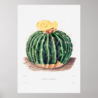 Nopal Drawing of a Cactus Flower Cactus Plant Imag
