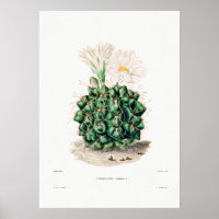 Nopal Drawing of a Cactus Flower Cactus Plant Imag