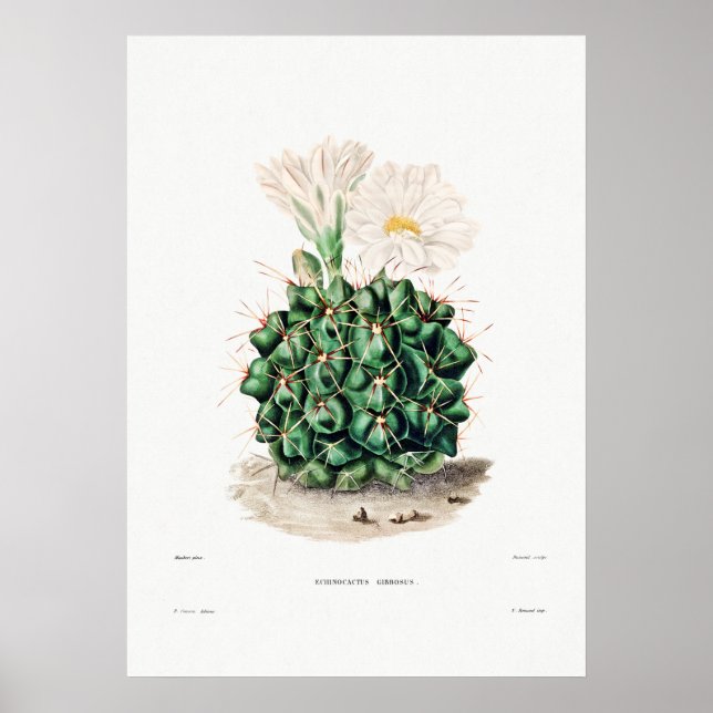 Nopal Drawing of a Cactus Flower Cactus Plant Imag Poster (Front)
