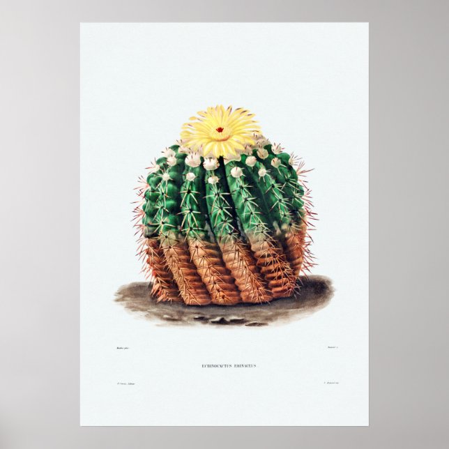 Nopal Drawing of a Cactus Flower Cactus Plant Imag Poster (Front)