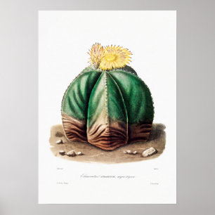 Nopal Drawing of a Cactus Flower Cactus Plant Imag Poster