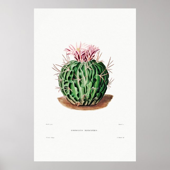 Nopal Drawing of a Cactus Flower Cactus Plant Imag Poster (Front)