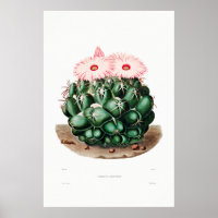 Nopal Drawing of a Cactus Flower Cactus Plant Imag