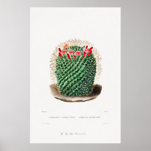 Nopal Drawing of a Cactus Flower Cactus Plant Imag Poster