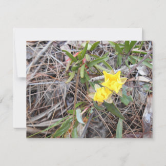 Nophis Thank You Card