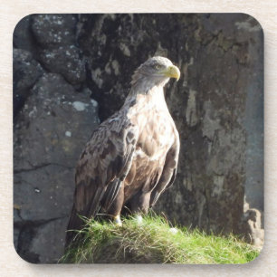 Nordic White Tailed Eagle Rugged Rock Scene Art Coaster