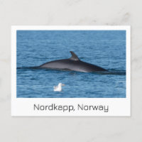 Nordkapp, Norway souvenir postcard. 