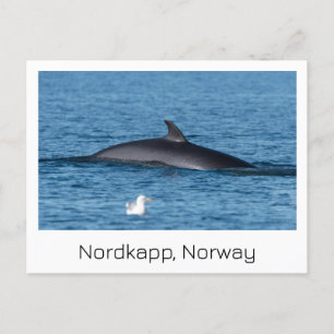 Nordkapp, Norway souvenir postcard.  Postcard