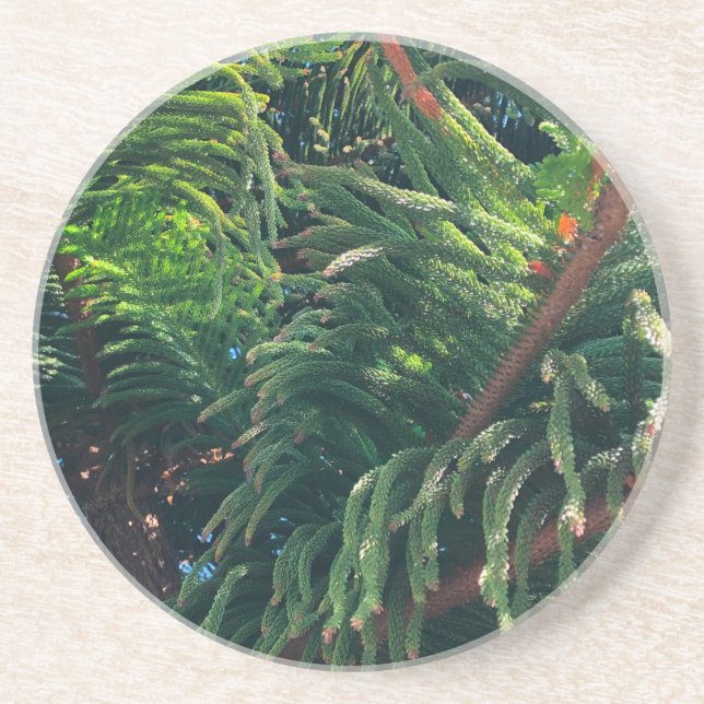 Norfolk Island Pine Coaster (Front)