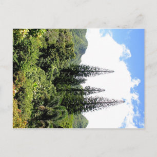 Norfolk Island PIne Hawai'i Postcard