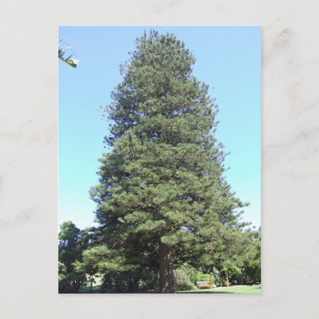 Norfolk Island Pine Postcard (Front)