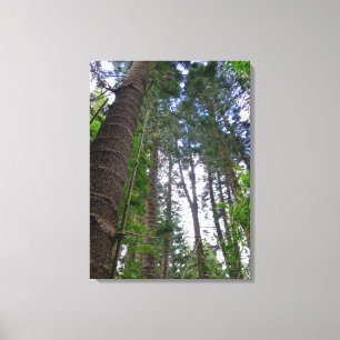 Norfolk Island Pine Trees Canvas Print
