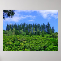 Norfolk Island Pine Trees