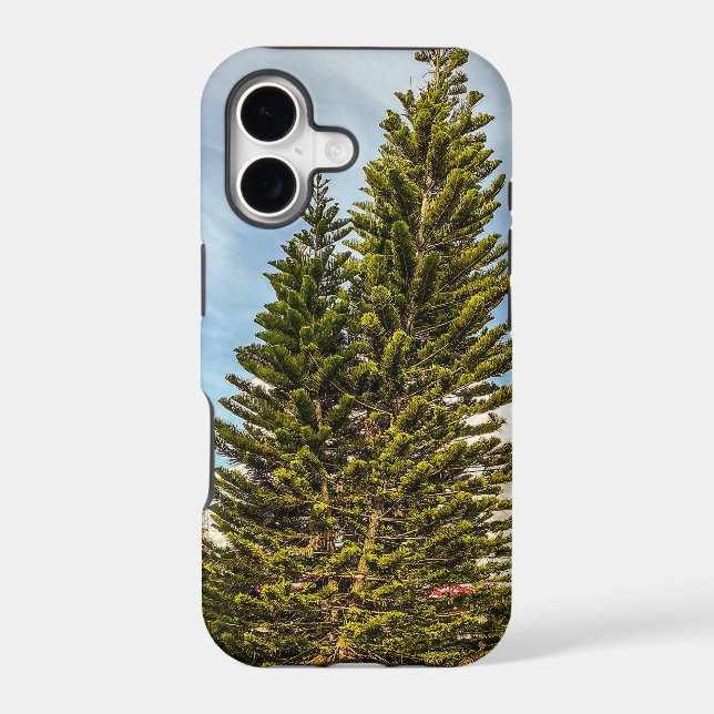 Norfolk Island Pines  (Back)