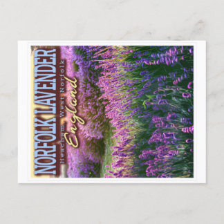 NORFOLK LAVENDER - LAVENDER FIELD NORFOLK ENGLAND POSTCARD