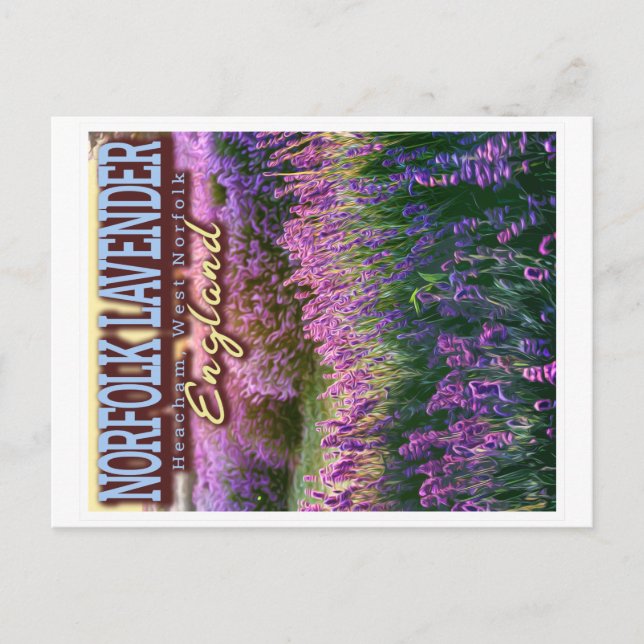 NORFOLK LAVENDER - LAVENDER FIELD NORFOLK ENGLAND POSTCARD (Front)