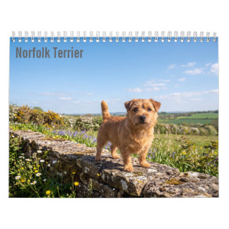 Norfolk Terrier 2027 Wall calendar