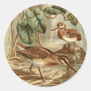 Normal Jack Snipe Sticker