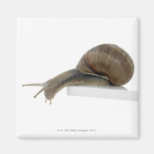 Normalsnail Magnet