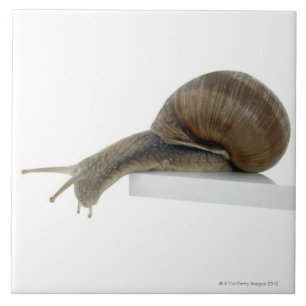 Normalsnail Tile