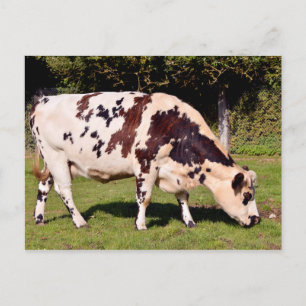 Normandy cow grazing postcard
