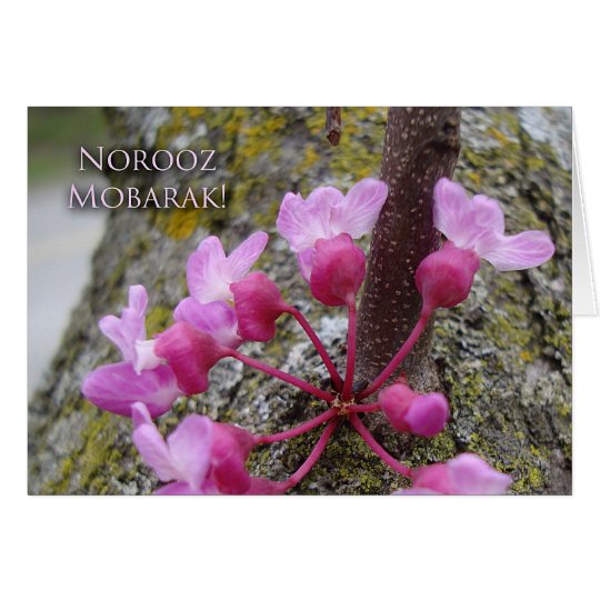 Norooz, Redbud Tree in Bloom, Spring Photograph Card