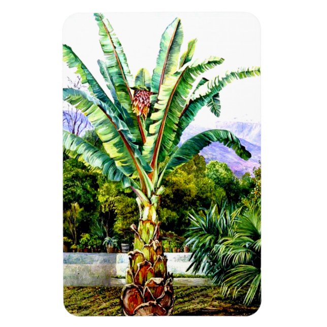 North - Abyssinian Ensete in a Garden in Tenerife Magnet (Vertical)