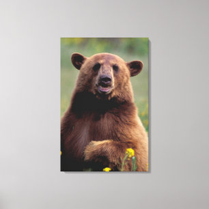 North America, California, cinnamon Black bear Canvas Print