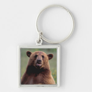 North America, California, cinnamon Black bear Key Ring