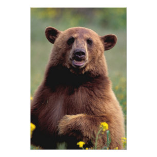 North America, California, cinnamon Black bear Photo Print