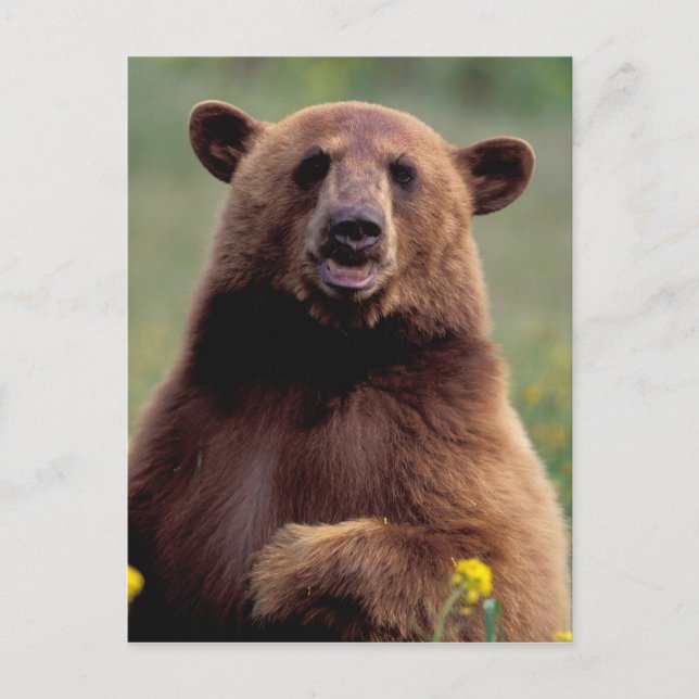 North America, California, cinnamon Black bear Postcard (Front)