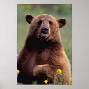 North America, California, cinnamon Black bear Poster