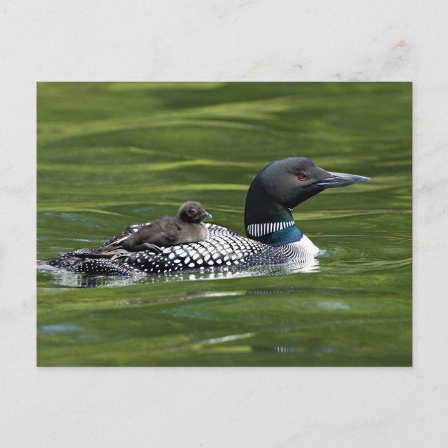 North America, Canada, British Columbia, Lac Le Postcard (Front)
