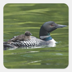 North America, Canada, British Columbia, Lac Le Square Sticker