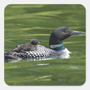 North America, Canada, British Columbia, Lac Le Square Sticker