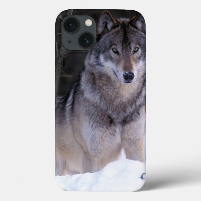 North America, Canada, Eastern Canada, Grey wolf Case-Mate iPhone Case (Back)
