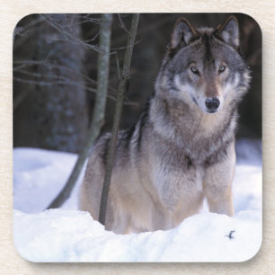 North America, Canada, Eastern Canada, Grey wolf Coaster