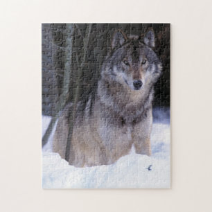 North America, Canada, Eastern Canada, Grey wolf Jigsaw Puzzle