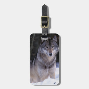 North America, Canada, Eastern Canada, Grey wolf Luggage Tag