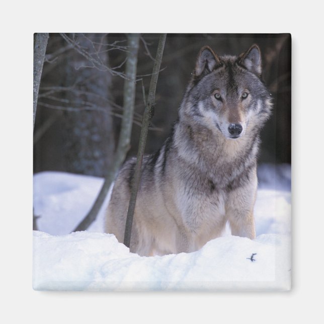 North America, Canada, Eastern Canada, Grey wolf Magnet (Front)