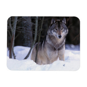 North America, Canada, Eastern Canada, Grey wolf Magnet